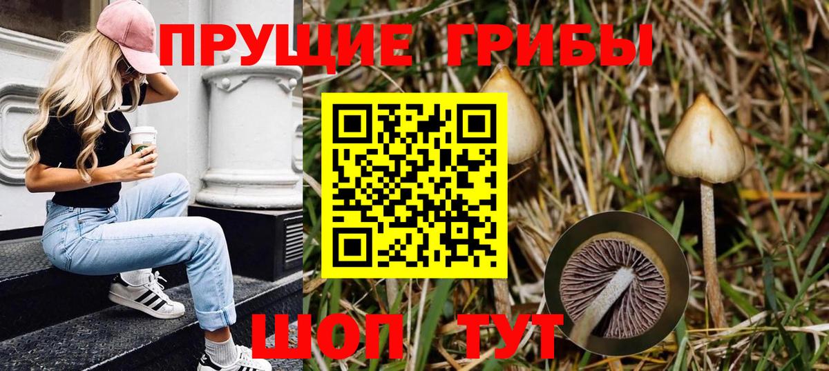 Псилоцибиновые грибы Cubensis  Вход с VPN  Добрянка 